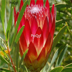 seed Protea repens Sugarbush 50pcs 18usd