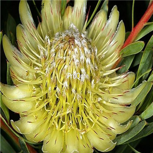 seed Protea scolymocephala 30pcs 15usd