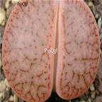 seed pseudotruncatella ssp dendritica  C071 100pcs 18usd