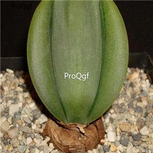 seed Rauhia peruviana 30pcs 18usd
