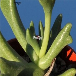seed Rhombophyllum dolabriforme 100pcs 18usd