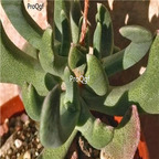 seed Rhombophyllum nelii 100pcs 18usd