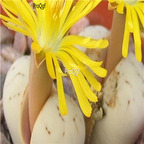 seed ruschiorum C241 100pcs 18usd