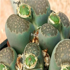 seed salicola C086 100pcs 18usd