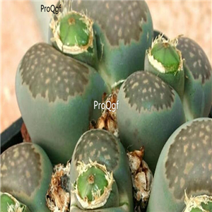 seed salicola C086 100pcs 18usd