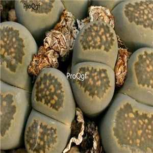seed salicola C321 100pcs 15usd