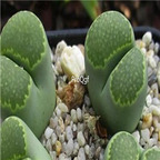 seed salicola C351A Malachite 100pcs 18usd