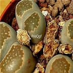 seed salicola C353 100pcs 15usd