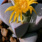 seed Schwantesia loeschiana 100pcs 18usd