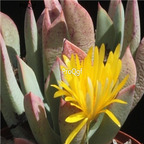 seed Schwantesia triebneri 100pcs 18usd