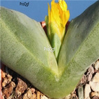 seed Tanquana prismatica 100pcs 18usd