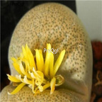 seed 50pcs 19usd terricolor C133