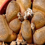 seed terricolor C134 prince Albert 100pcs 15usd