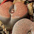 seed 50pcs 19usd terricolor Peersii