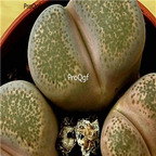 seed terricolor Silver Spurs C132A 50pcs 15usd