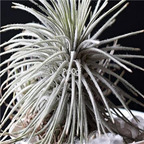 seed Tillandsia atroviridipetala 30pcs 18usd