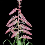 seed Tillandsia cretacea 30pcs 18usd