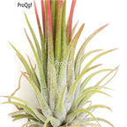seed Tillandsia ionantha 30pcs 18usd