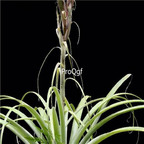 seed Tillandsia takizawae 30pcs 18usd