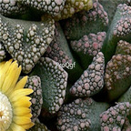 seed Titanopsis calcarea 100pcs 18usd