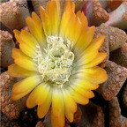 seed Titanopsis hugo-schlechteri 100pcs 18usd