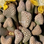 seed Titanopsis mix 100pcs 18usd
