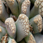 seed Titanopsis-hugo-schlechteri 100pcs 18usd