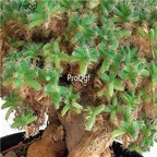 seed Trichodiadema densum 100pcs 18usd