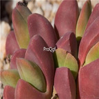 seed Vanheerdea roodiae 100pcs 18usd