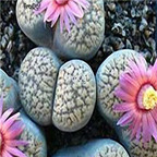 seed verruculosa Rose of Texas 100pcs 18usd