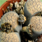 seed verruculosa v. glabra C160 100pcs 18usd