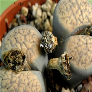 seed verruculosa v. glabra C160 100pcs 18usd