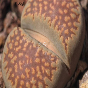 seed villetii ssp deboeri C231 100pcs 18usd