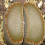 seed villetii ssp kennedyi C200A 100pcs 18usd