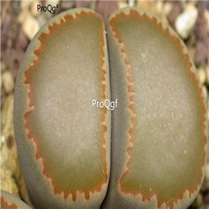 seed villetii ssp kennedyi C200A 100pcs 18usd