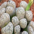 seed werneri C188 50pcs 15usd