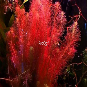 15usd 10pcs Rotala wallichii plant