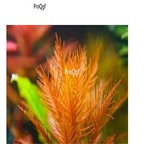 15usd ngryise 3000pcs Proserpinaca palustris seed