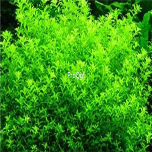15usd ngryise 10pcs Hemianthus micranthemoides plant