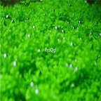 15usd ngryise 3000pcs Hemianthus callitrichoides seed