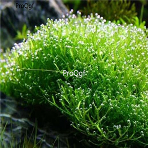 15usd ngryise 10pcs    Mini Crystalwort plant