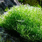 15usd ngryise 3000pcs Mini Crystalwort seed