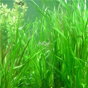 15usd ngryise 10pcs Blyxa japonica plant