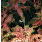 15usd ngryise 3000pcs Hygrophila polysperma seed