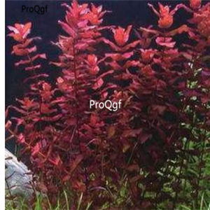 15usd ngryise 3000pcs Alternanthera reineckii seed