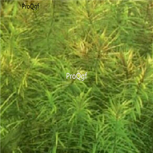 15usd ngryise 10pcs   Eleusine indica plant
