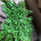 ngryise 15usd 10pcs Trifolium Linn plant