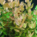 15usd ngryise 500pcs Saxifraga stolonifera seed