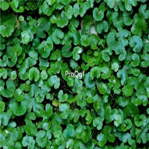 15usd 3000pcs ngryise Hydrocotyle sibthorpioides seed