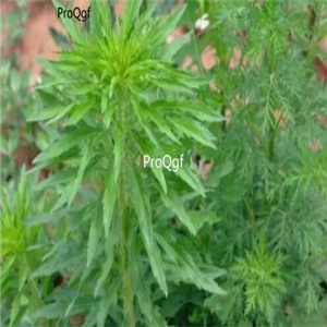 15usd ngryise 3000pcs Pogostemon stellatus seed